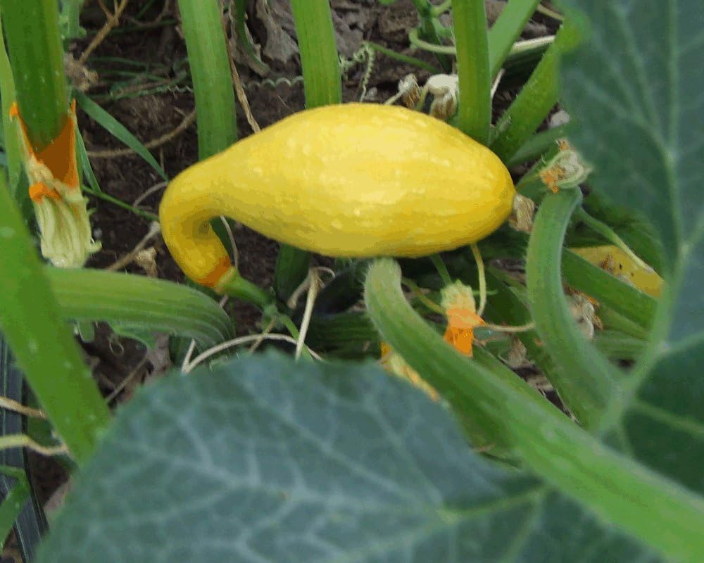 Early Yellow Crookneck Squash Seed