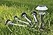 Vitallika Solar Garden Lights (6 Pack), STAINLESS STEEL with Large Plastic Spike, No Wires Needed, Waterproof for Outdoor Landscape Pathway Lighting