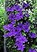 The President Clematis Vine - Deep Purple - 2.5