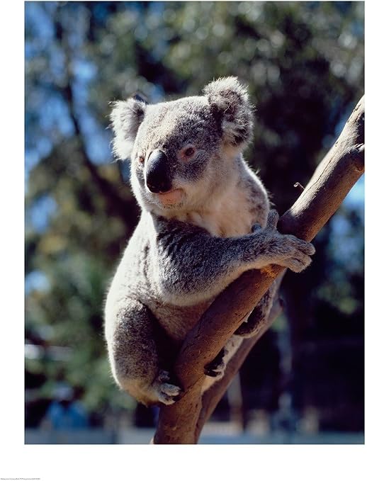 Amazon Com Koala On A Tree Branch Australia Phascolarctos