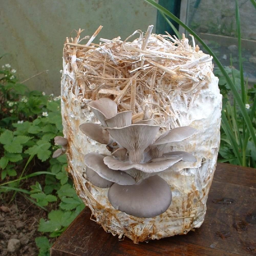 Kings Seeds - Mushroom Mushroom Oyster - kit (Spawns) - 30 Seeds