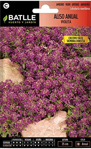 Semillas de Flores - Aliso Anual violeta - Batlle: Amazon.es: Jardín