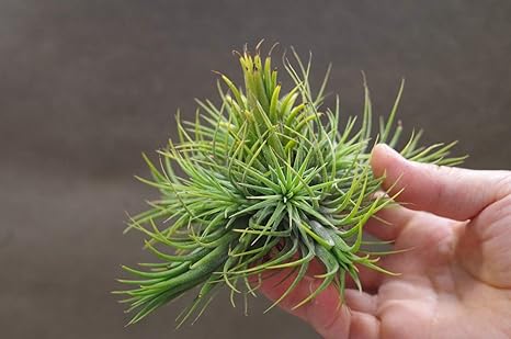 Amazon ティランジア イオナンタストリクタ クランプ Tillandsia Ionantha Var Stricta Clump 観葉植物 オンライン通販