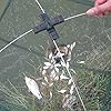 2013newestseller-22-X-22-Foldable-Trap-Baits-Cast-Lures-Fishing-Crab-Minnow-Crawdad-Shrimp-Dip-Net