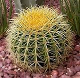 50 FINEST MIXED CACTUS Flower Seeds Garden, Lawn, Supply, Maintenance