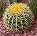 50 FINEST MIXED CACTUS Flower Seeds Garden, Lawn, Supply, Maintenance
