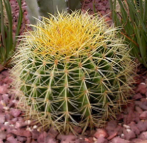 50 FINEST MIXED CACTUS Flower Seeds Garden, Lawn, Supply, Maintenance 50 FINEST MIXED CACTUS Flower Seeds Garden, Lawn, Supply, Maintenance