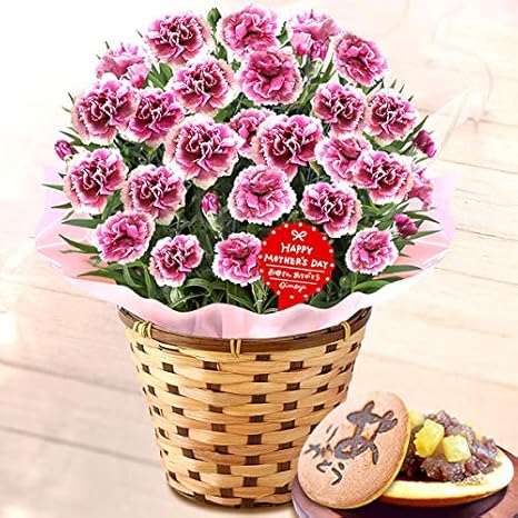 Amazon おいもや 母の日 の プレゼント カーネーション 5号鉢 どら焼き 花とスイーツ 花鉢 生花 母の日ギフト オルフィカ 観葉植物 オンライン通販