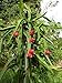 20 WHITE DRAGON FRUIT (Pitaya / Pitahaya / Strawberry Pear) Hylocereus Undatus Cactus Seeds