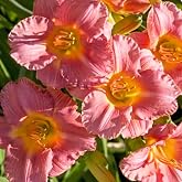 Coral Pink Melinda Daylily - Bare Root Plant, Hardy Perennial for Zone 3, Soft Coral Pink Blooms, Low Maintenance, Ideal for Full Sun or Partial Shade, Perfect for Garden Borders &amp; Landscapes