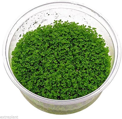 Hemianthus Callitrichoides 'Cuba' in Vitro Dwarf Baby Tears Live Aquarium Plants