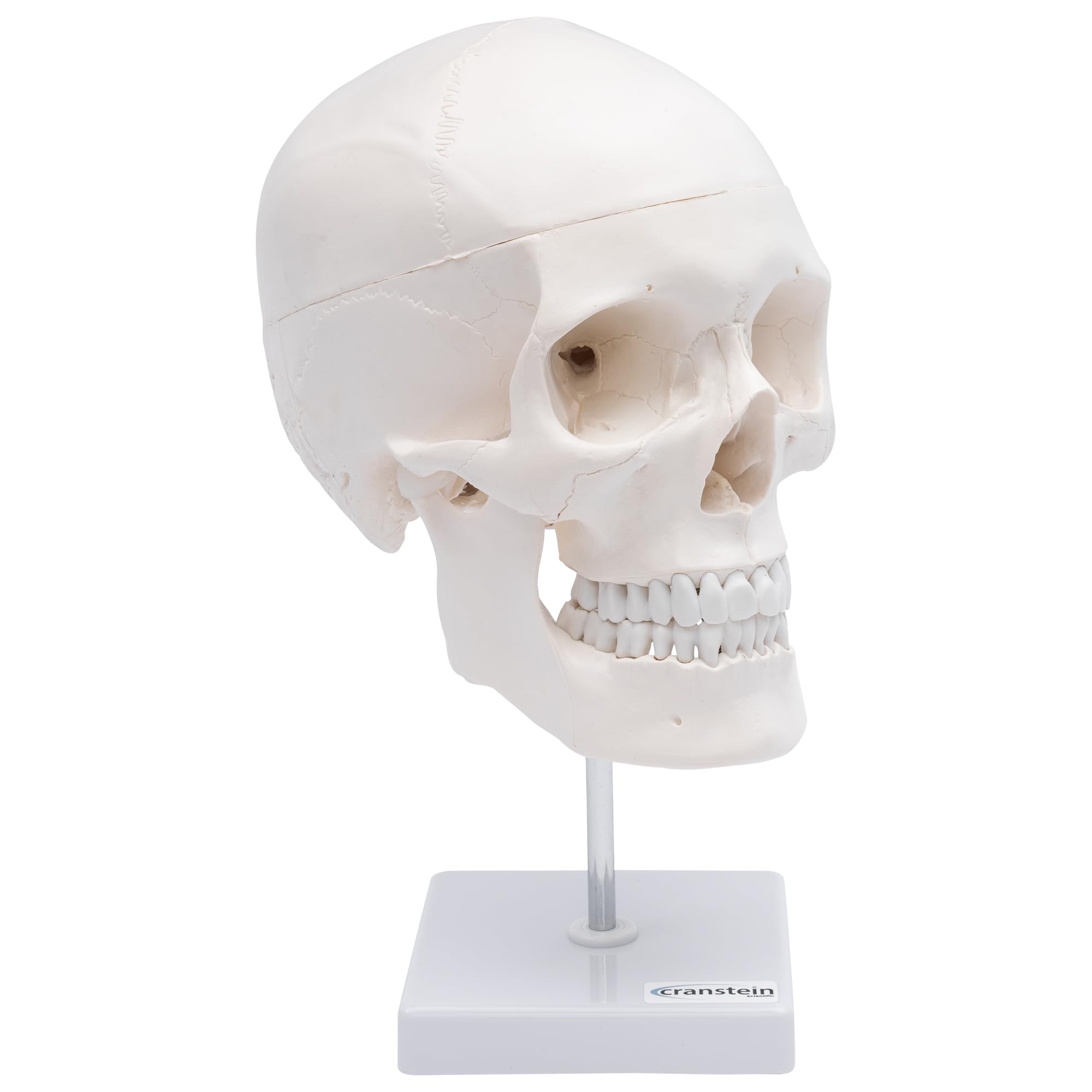 Cranstein Scientific Cranstein A-246 Skull on Tripod 4-Piece E2462