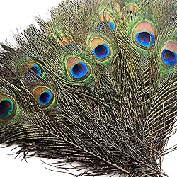 Piokio 100 pcs Natural Peacock Feathers in Bulk