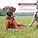 Wellness Natural Pet Food Core Grain Free 100-Percent Beef Freeze Dried Dog Treats, 2 oz (88301)