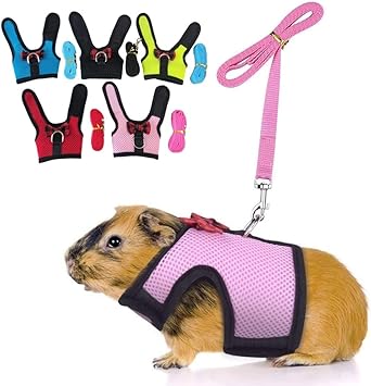 guinea pig collar and leash