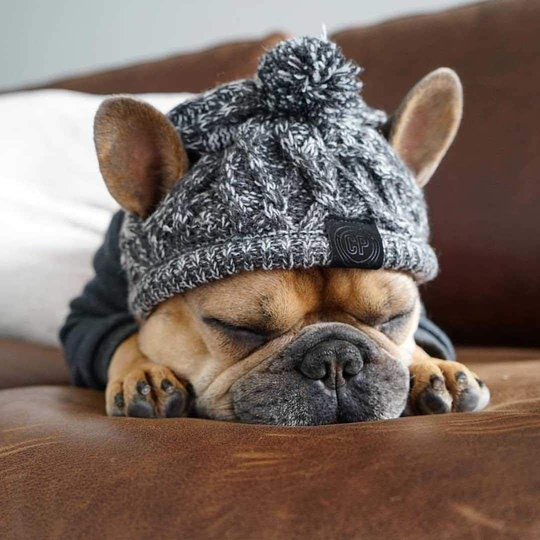 Warm Pet Dog Knitted Hat, Dog Hats for Small Dogs, Warm Winter Dog Hat Knit Snood Headwear for Pets, Pet Christmas Winter Warm Caps (M) : Kitchen & Dining