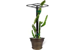 GOOOXIM Premium Dragon Fruit Trellis - Durable Metal Trellis for Vertical Gardening and Climbing Plants - 12in x 12in x 50in