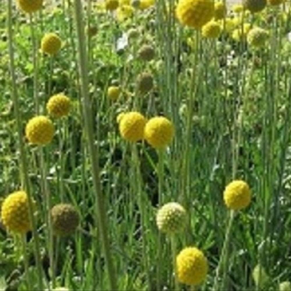 すべての花の画像 新着クラスペディア グロボーサ 育て方