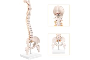 RONTEN Mini Spine Model, 15.5" Mini Vertebral Column Model Details Vertebrae, Spinal Nerves, Lumbar & Pelvis with Stand