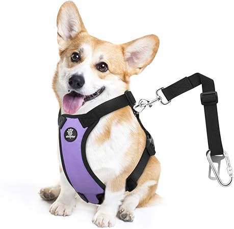 amazon dog car harness