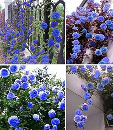 Floral Treasure Blue Climbing Rose Flower Plant Seeds