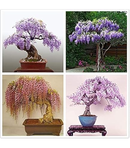 Japanese Red Maple Bonsai Tree Cheap Seeds, mini bonsai Seeds, 50