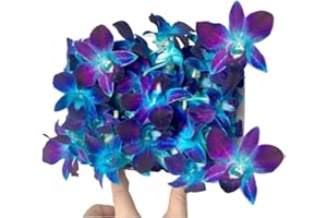Miami Fresh Orchid Flower OrchidClub USA Sunne Tropical Loose Bloom DIY Lei Food Drink Decoration (50 BLUE)
