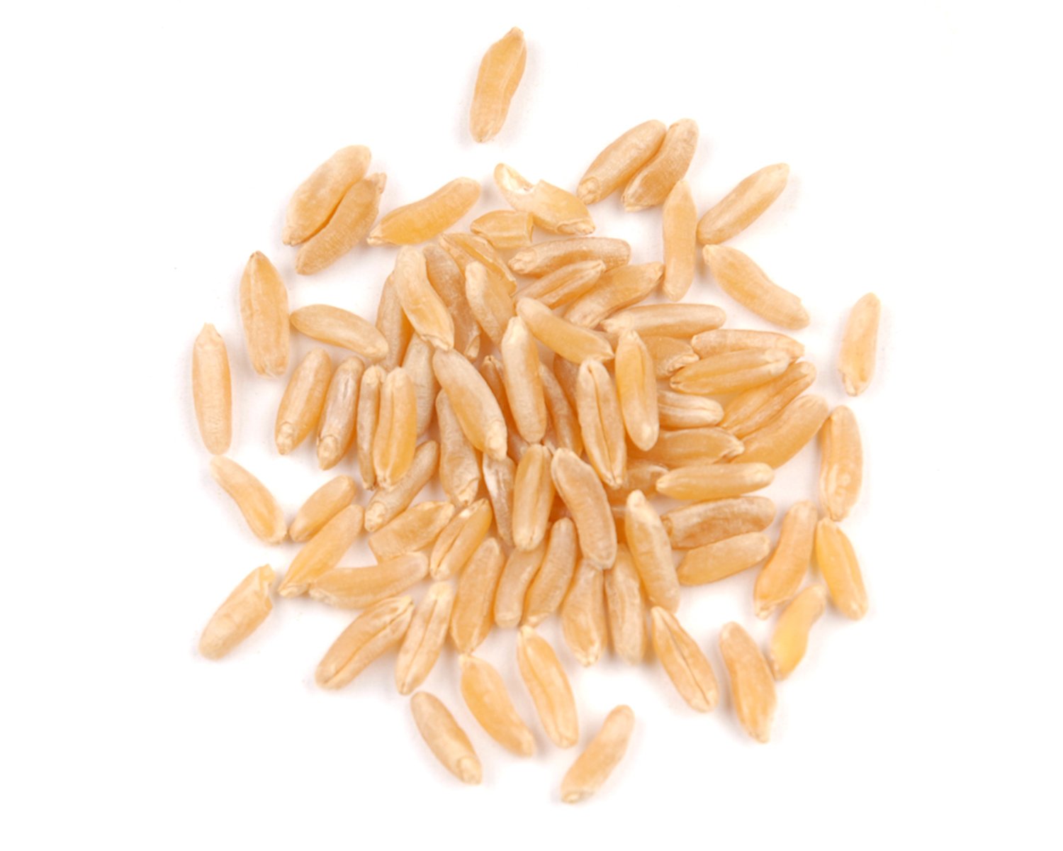 Organic Kamut Brand Wheat 10 Lb Grains