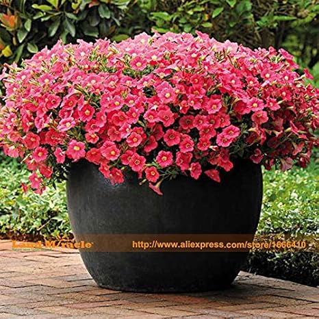 Amazon 50種子 パック レア中国サンゴクラッシュピンクペチュニア鉢植え種子 花植物盆栽屋内ペチュニア花びら花種子盆栽 花