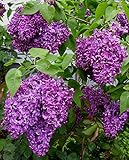 Common Lilac - Syringa vulgaris - Healthy- Gallon Potted Plant - Shrub â€“ 1 Plant by Growers Solution