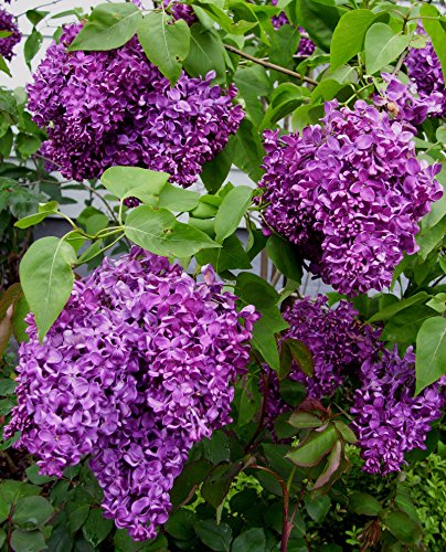 Common Lilac - Syringa vulgaris - 3.5” Healthy Potted Plant - Shrub – 3 Pack by Growers Solution