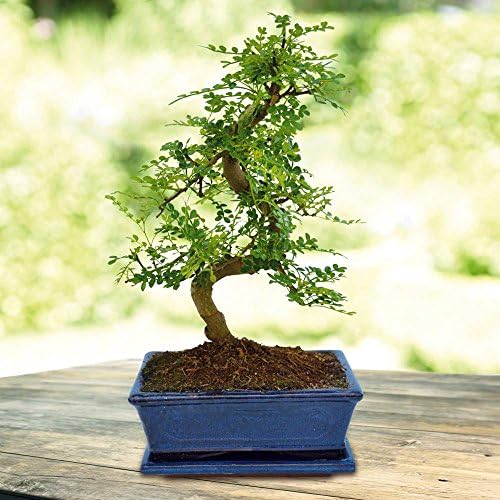 Bonsai Zanthoxylum S shape 9yr - 1 tree
