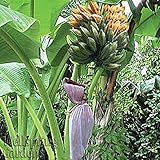 Musa Dwarf Orinoco Banana Fruit Tree Live Plant Tropical garden fruit