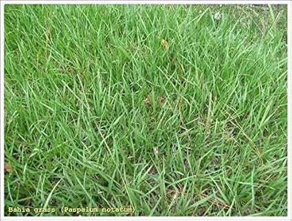 Amazon Com Seedranch Pensacola Bahia Grass Seed 50 Lbs Grass Plants Garden Outdoor