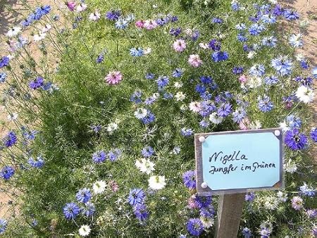 Jungfer Im Grunen Nigella Damascena 100 Samen Amazon De Garten
