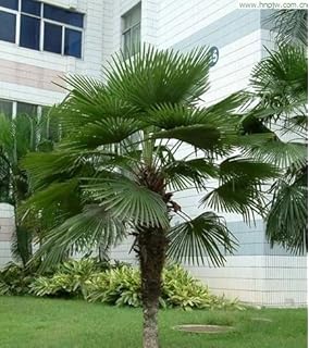 Amazon Com 100 Seeds Sabal Minor Dwarf Palmetto Palm Tree