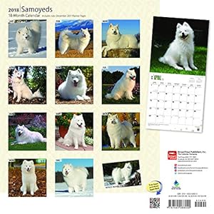 Samoyeds 2018 12 x 12 Inch Monthly Square Wall Calendar, Animals Dog Breeds