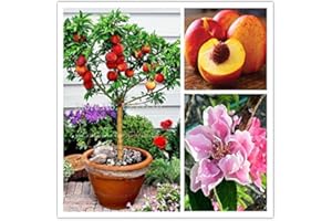 10 pcs sweet peach seeds,Peach Tree seeds,Dwarf bonanza peaches,bonsai Fruit seeds for home garden plants