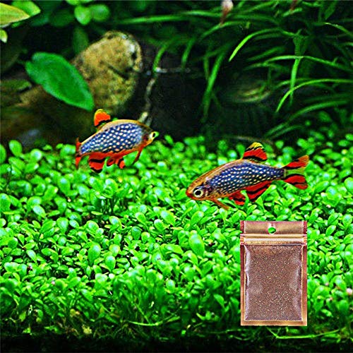 Zafina Aquarium Grass Plant Seeds, Easy to Grow Aquatic Plant Seeds, Fast Growing Aquarium Carpet Seeds - Creates a Natural Ecosystem for Your Fish