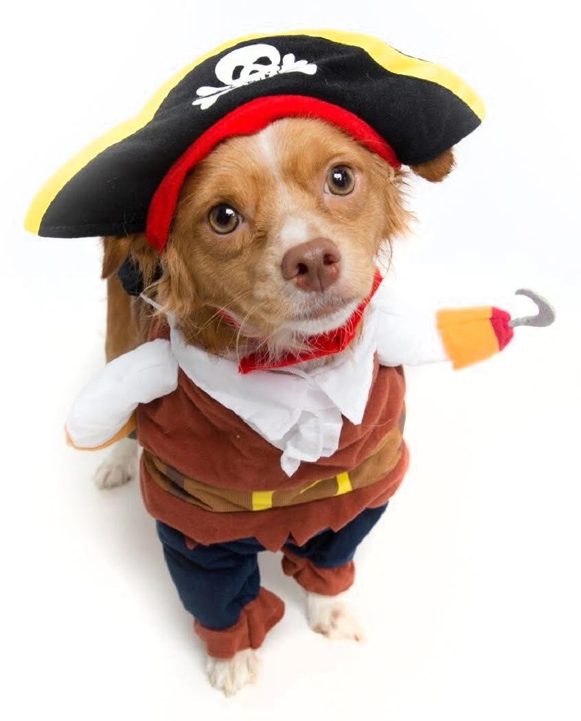Dog Halloween Costumes - Star Wars