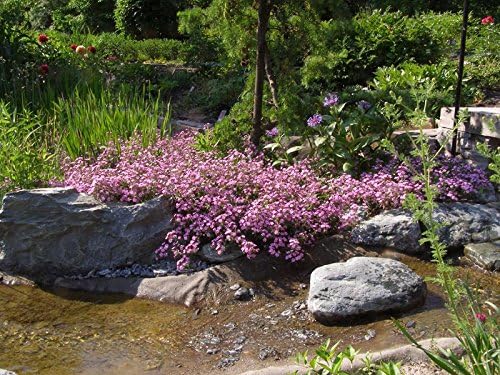 0.5g (Approx. 250) Rock Soapwort Seeds "Saponaria Ocymoides" Low Maintenance, Evergreen