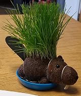Diabolical Grow Your Own Hairy Beaver Funny Gift Brand Diabolical view 2