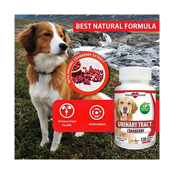 Cranberry for Dogs 120 Chewable Tablets Urinary Tract Support
