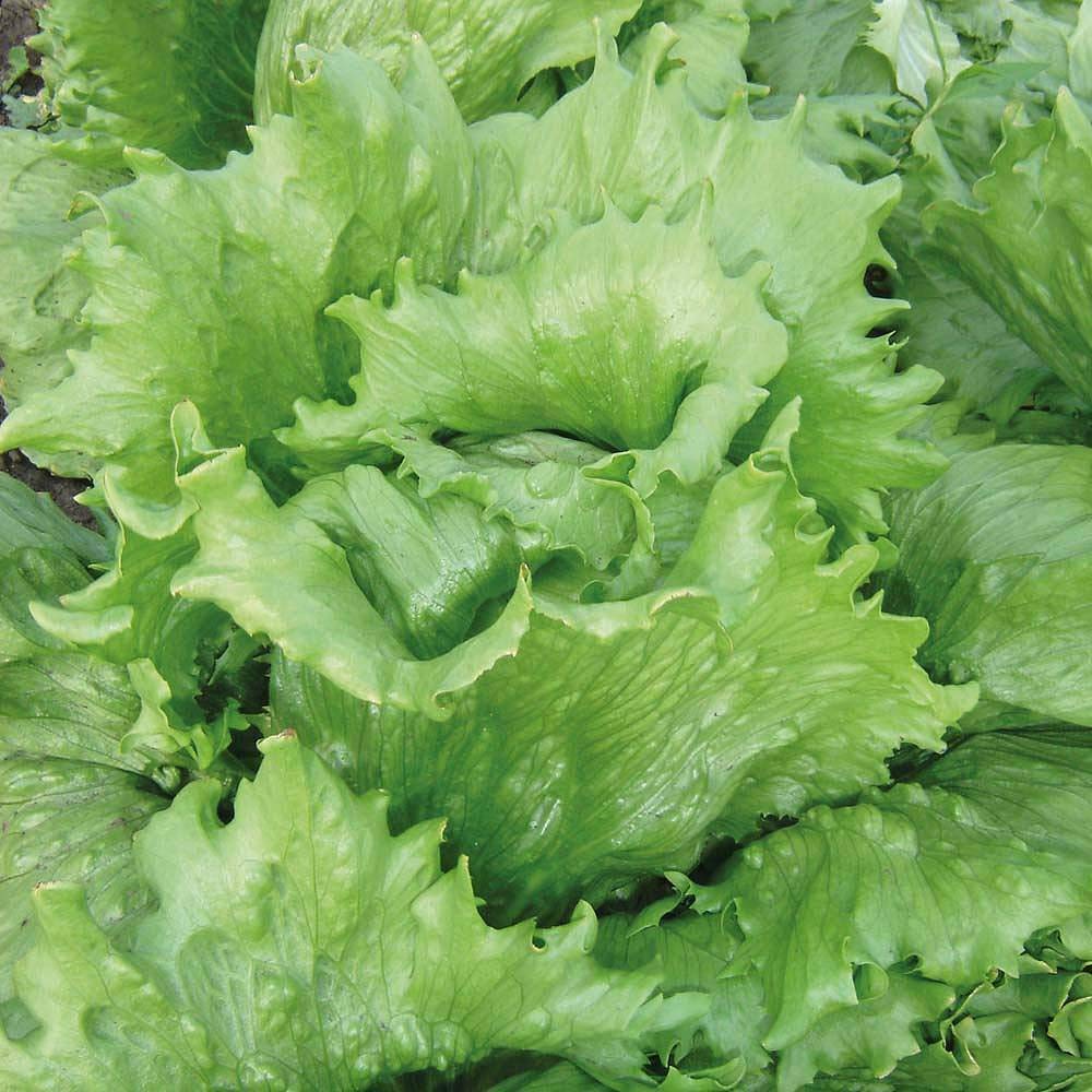 Lettuce 'Great Lakes' Seeds Half Hardy Annual Vegetable Garden Plants Easy to Grow Lettuce 'Great Lakes' 1 Packet of 400 Seeds by Thompson and Morgan