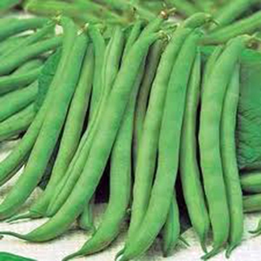 Bean, Top Crop Bush, Heirloom, Organic 100 Seeds, Great Tasting Fresh or Cooked