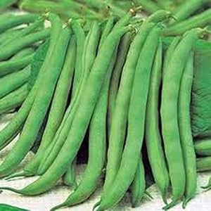 Bean, Top Crop Bush, Heirloom, Organic 100 Seeds, Great Tasting Fresh or Cooked