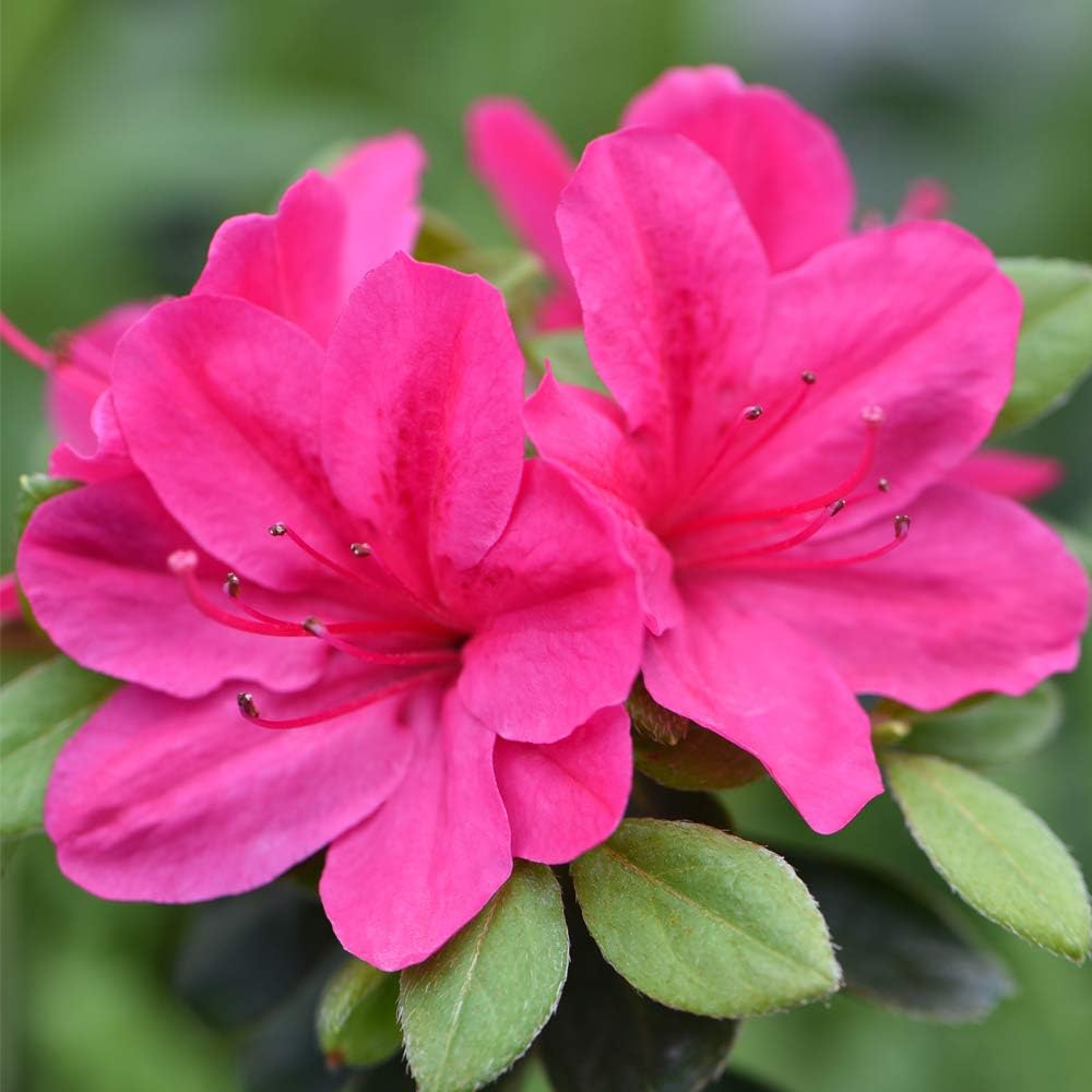 Azalea Dwarf Pink Rhododendron Hardy Shrub Evergreen Fuchsia Pink Flowers Ideal For Borders And Containers 1 X 9cm Pot By Thompson And Morgan Hedges Shrubs Garden Outdoors Cate Org