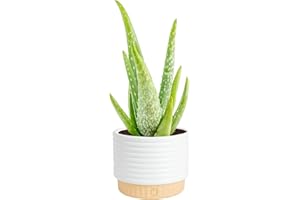 Costa Farms Aloe Vera Live Plant in Decorative Pot, Easy to Maintain, Air Purifying Succulent Indoor Houseplant, Home, Room, or Office Decor, House Warming or Birthday Gift, 12-18 Inches Tall