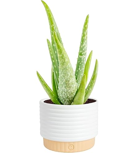 Amazon.com : Generic Aloe Vera (Aloe Barbadensis) Live Plant, 4-Inch Pot  BSBD, green : Patio, Lawn & Garden
