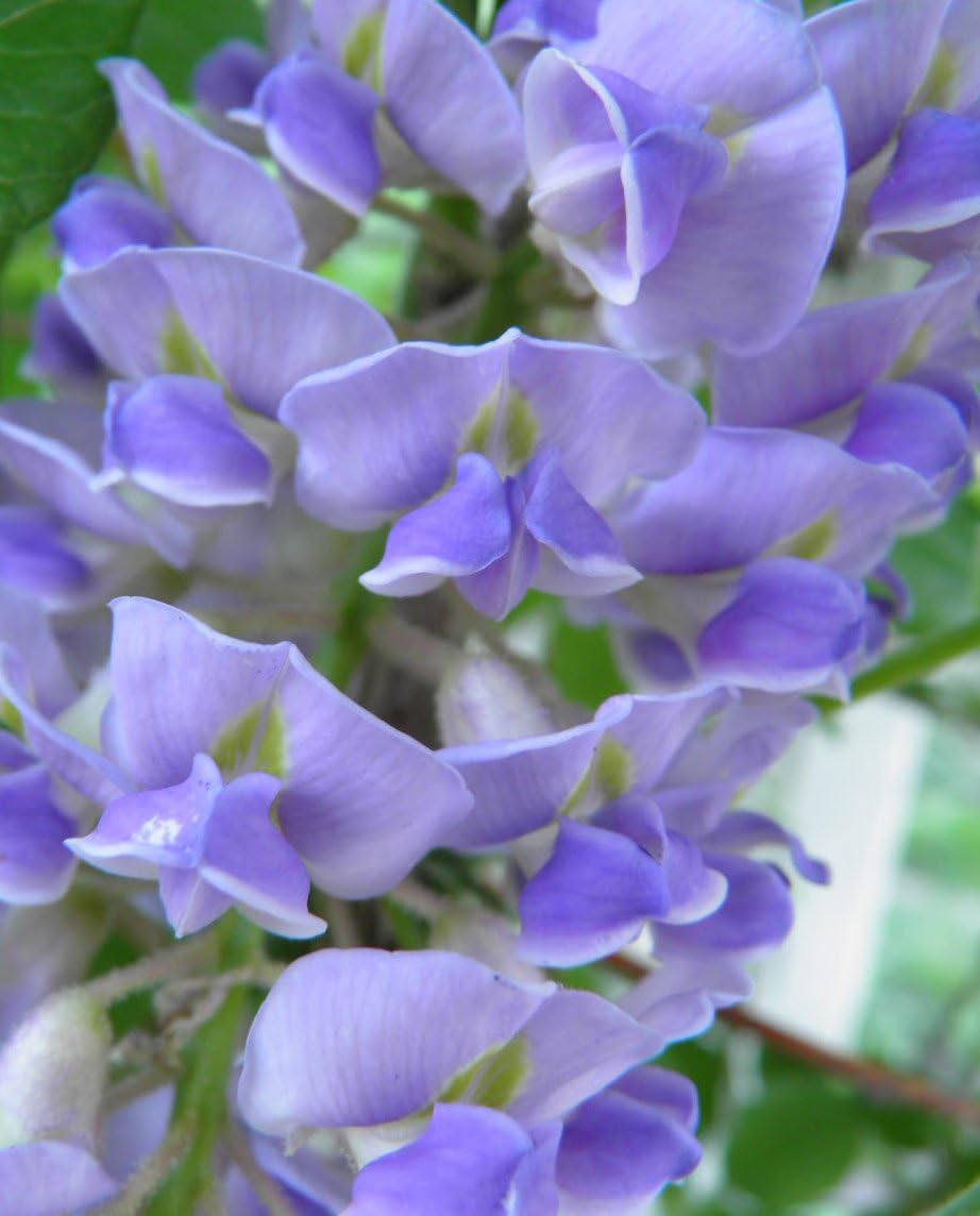 Wisteria 'Blue Moon' 15cm Deep Pot Size